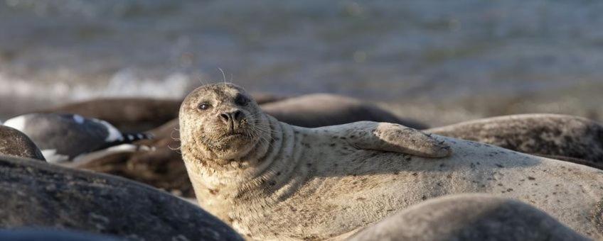 Camping Wad Noch Meer Anna Paulowna Buitenkant foto